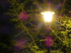 テクノ中央緑地公園　夜の街灯