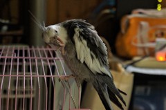 オカメインコふく　脚が痒い？