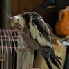 オカメインコふく　脚が痒い？