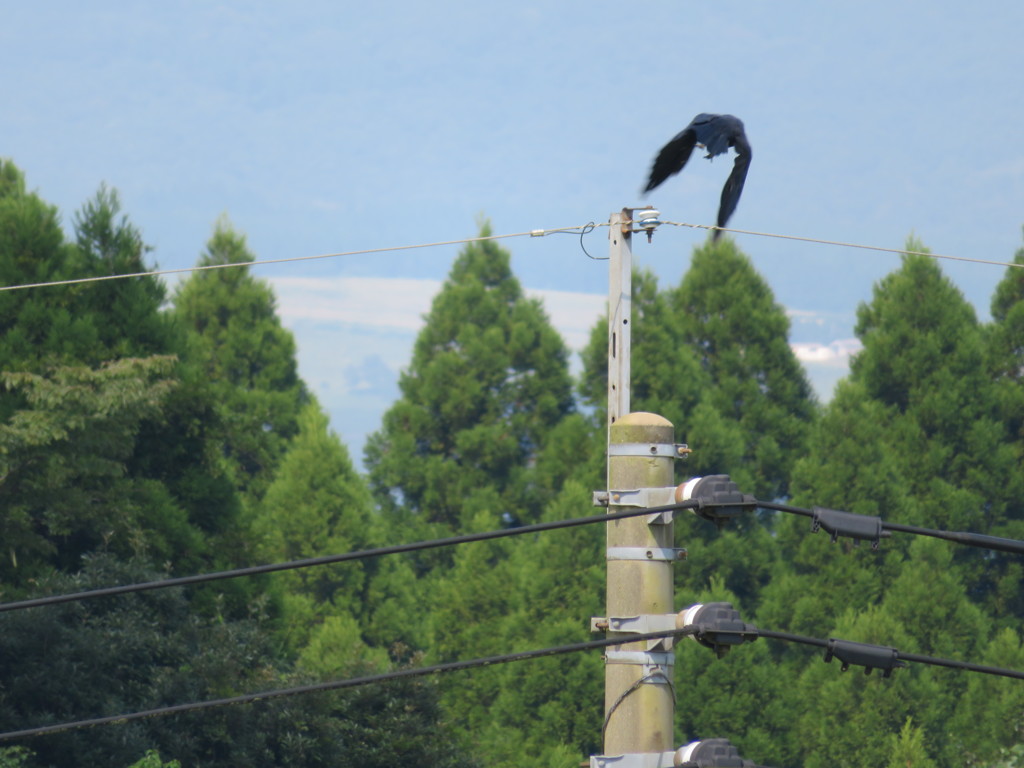 うぶやま牧場　カラス