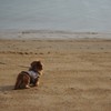 若宮海水浴場　ダックスそら