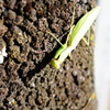 熊本城　カマキリさん