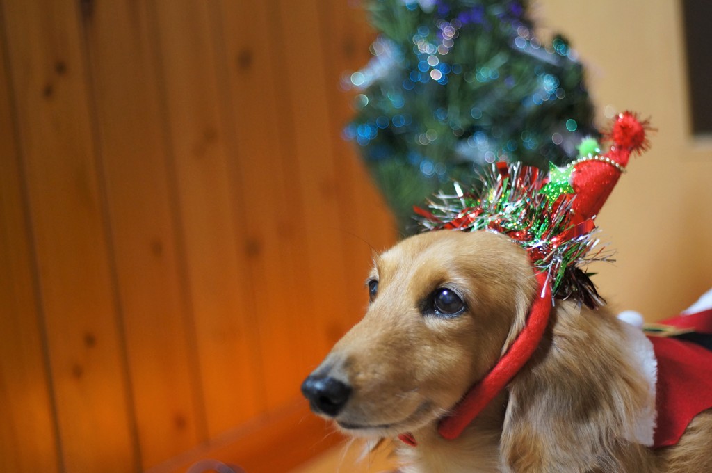 ダックスそらのメリークリスマス♪