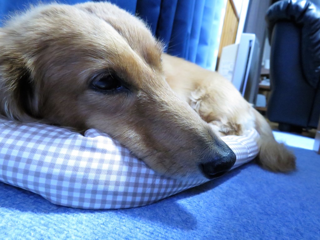 ダックスそら　暇だワン