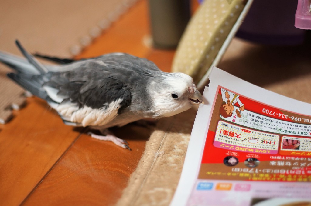 オカメのふくちゃん