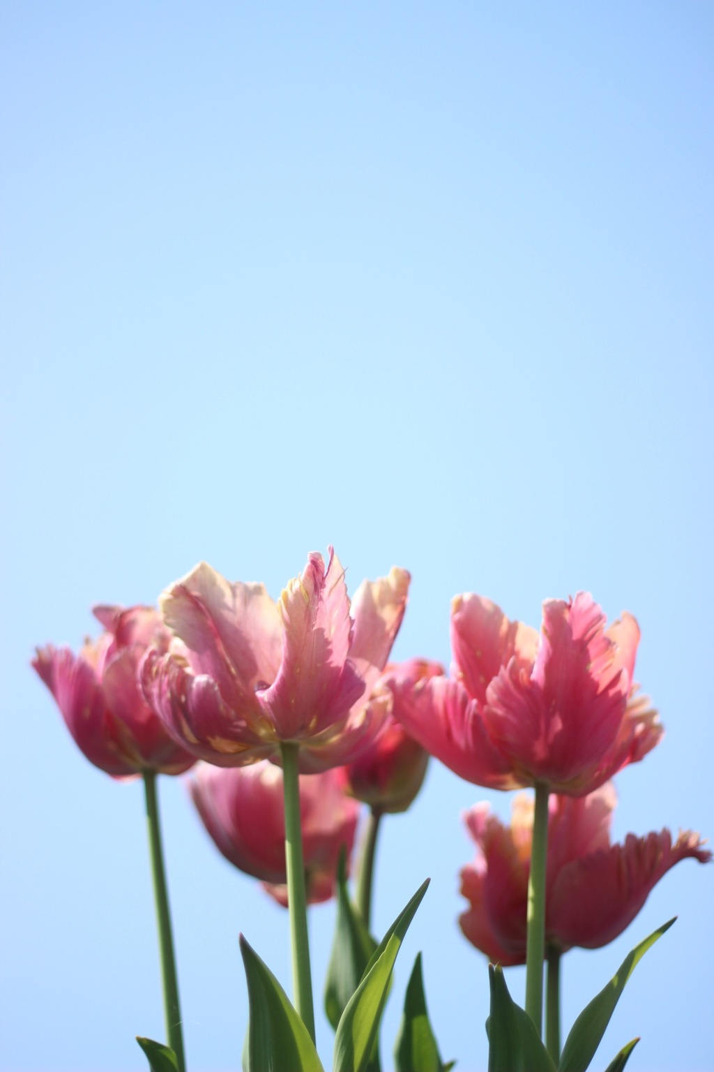 青空とピンクのチューリップ By ふわさん Id 8664227 写真共有サイト Photohito