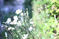 裏庭の花