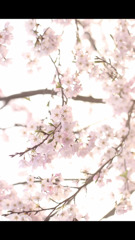 春の兆し