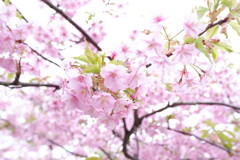 河津桜