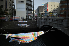 5月の大岡川