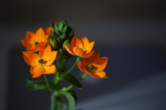 日曜の花マクロ