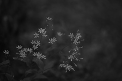 Monochrome flower