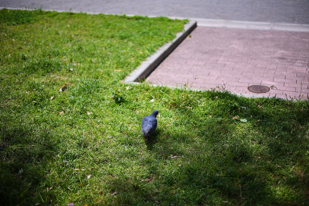 都会のハトが背を向けた日