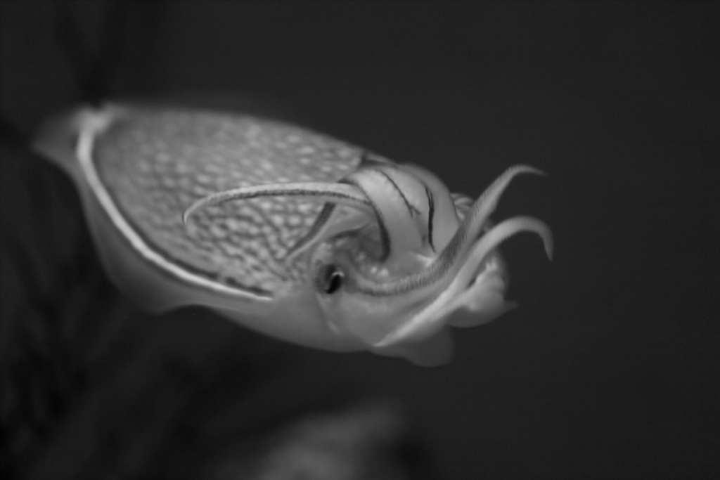 私、写真は✖なんです