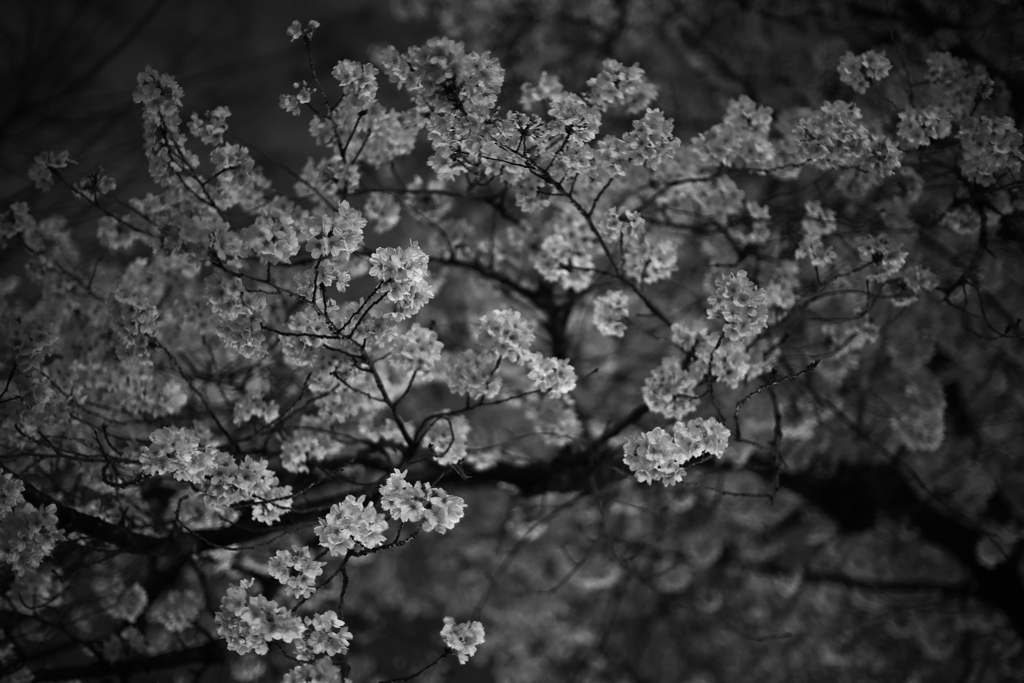 今年の桜