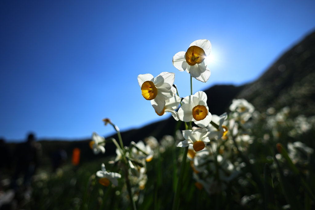 必殺、透かし撮り！！！！