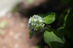 アジサイに会いに