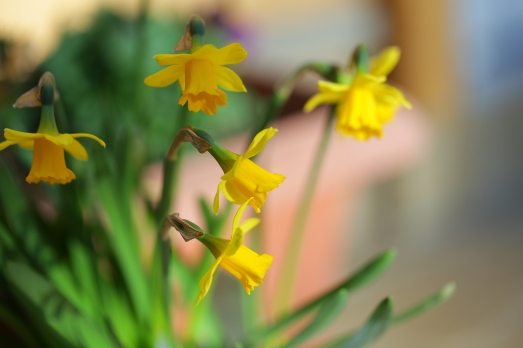 え～い～のな～は～