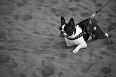 ブル公の見つめる先に