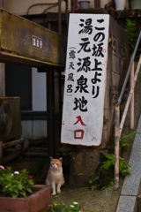 一番上の猫