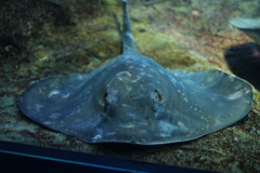 こっち見んなよ