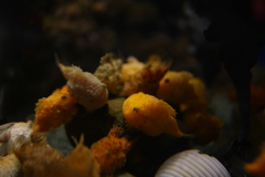 フウセンウオ（中学生くらいか？）