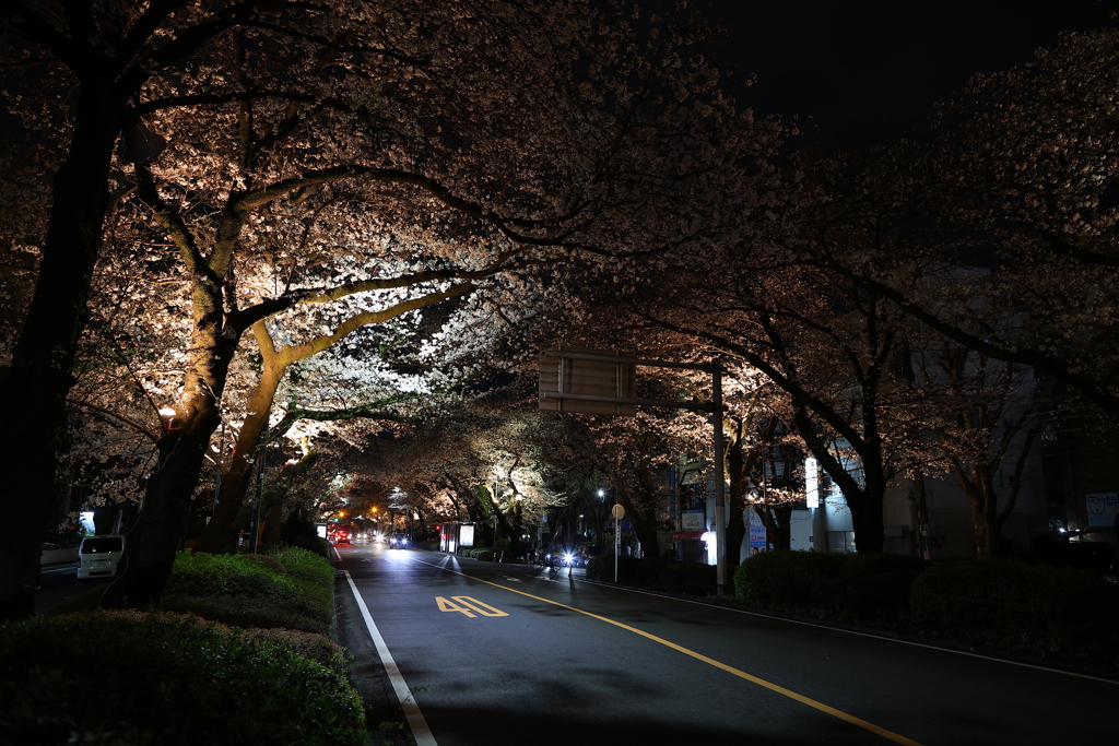 4月の桜