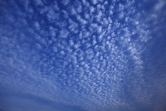 夏至の空に羊雲