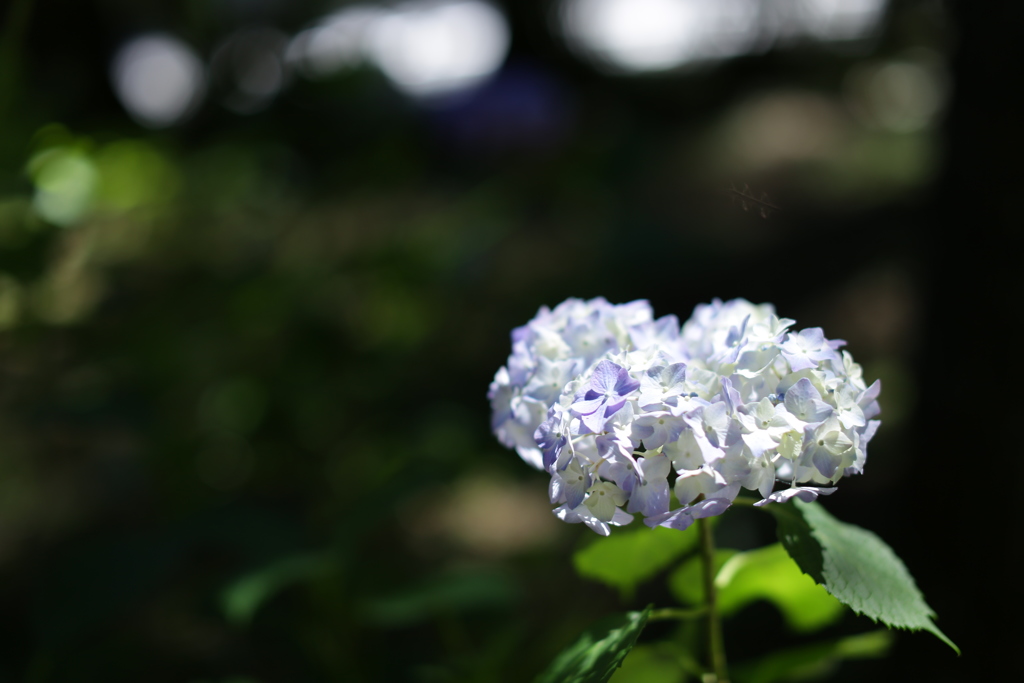 らしくなく輝く