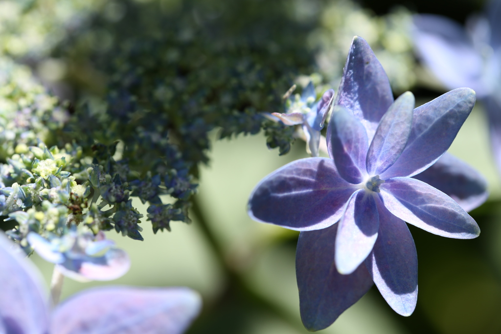 紫陽花のハジマリ