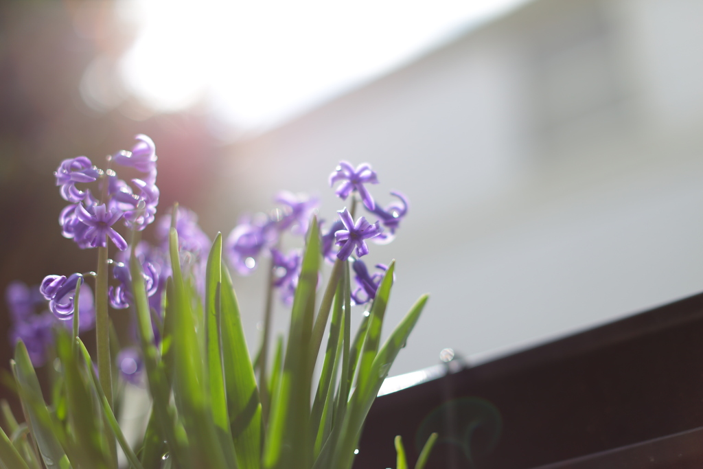 実家の庭でハナハナ