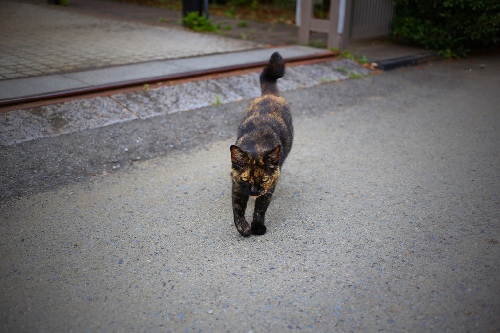 近所のワル