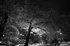 桜咲く夜道