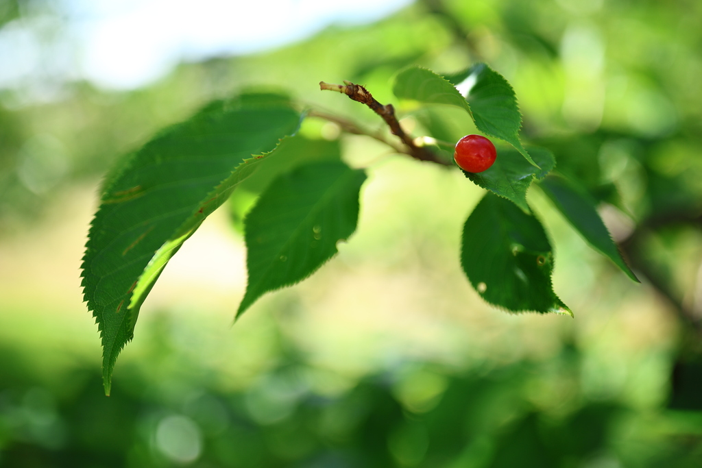 花は散り by GX400sp (ID:13501254) - 写真共有サイト:PHOTOHITO