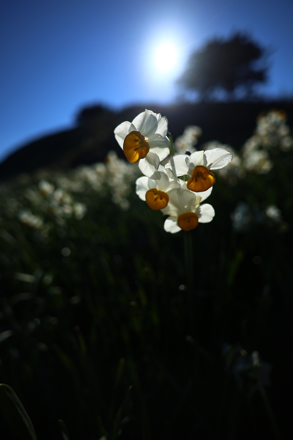 ウルトラワイド