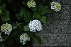 ご近所の紫陽花