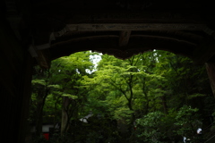 溶かした緑