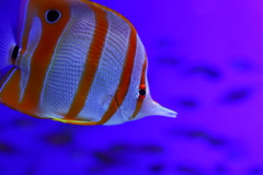 今日のお気に入り