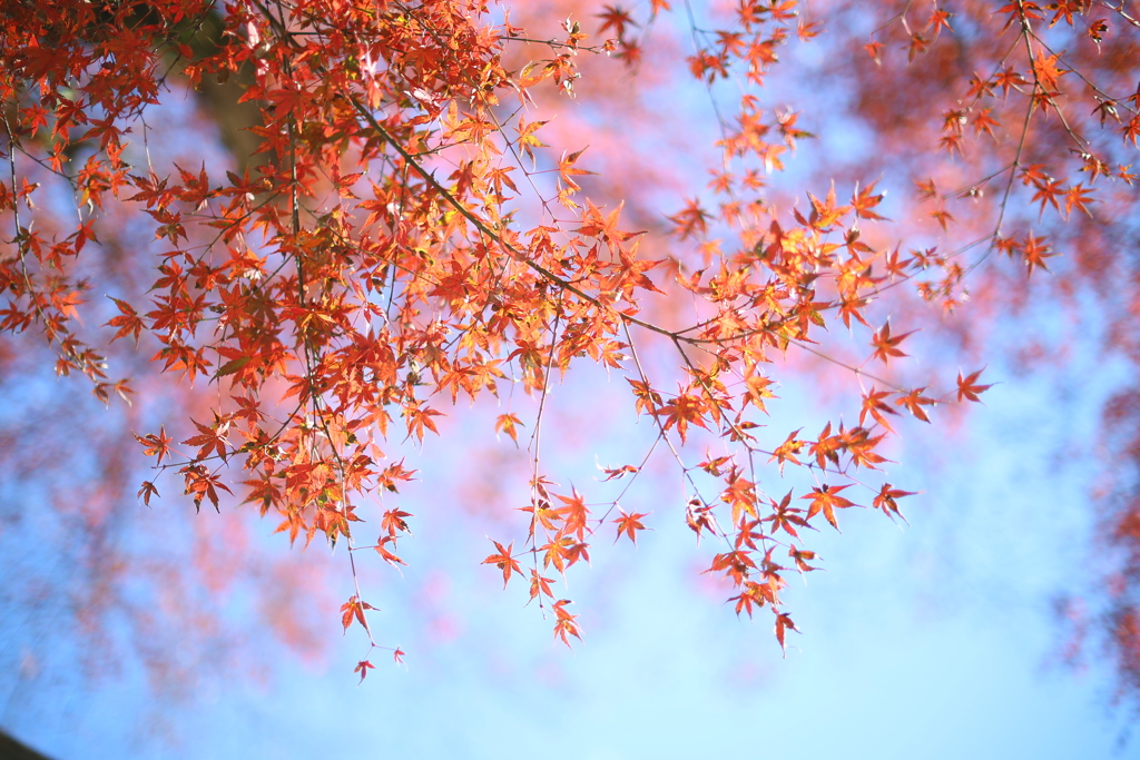 今年も紅葉が