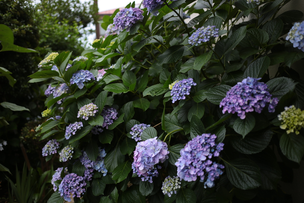 今年も実家の紫陽花