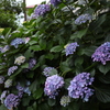 今年も実家の紫陽花