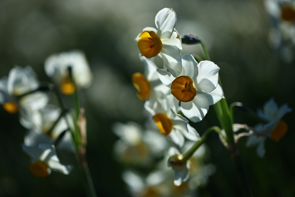 屋外での花マクロ