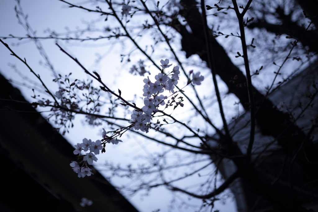 一抹の思い桜と