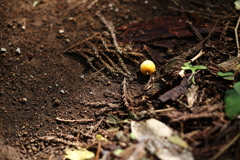 小さい秋見つけた