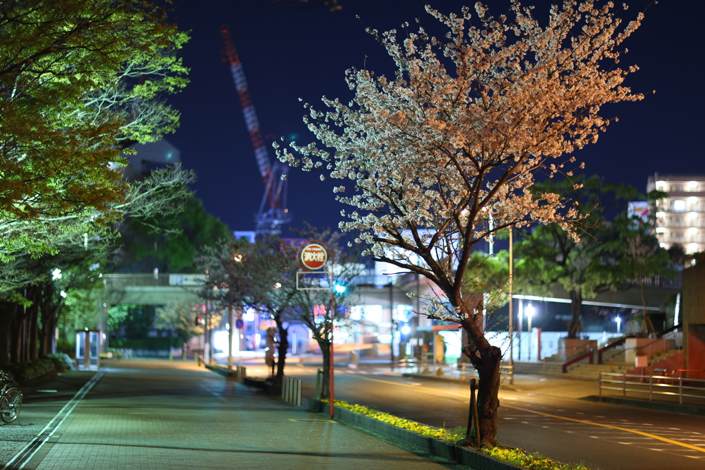 街角の夜桜