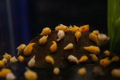 フウセンウオ（稚魚）