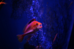 開いた口が・・・