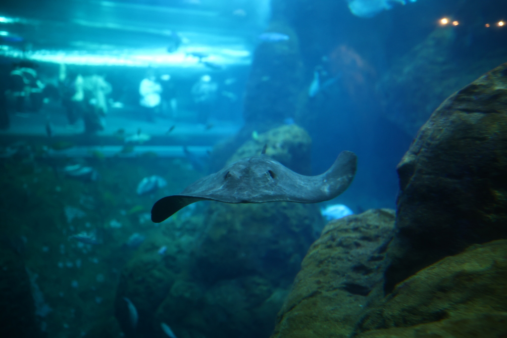 ハ～イ　いらっしゃい。