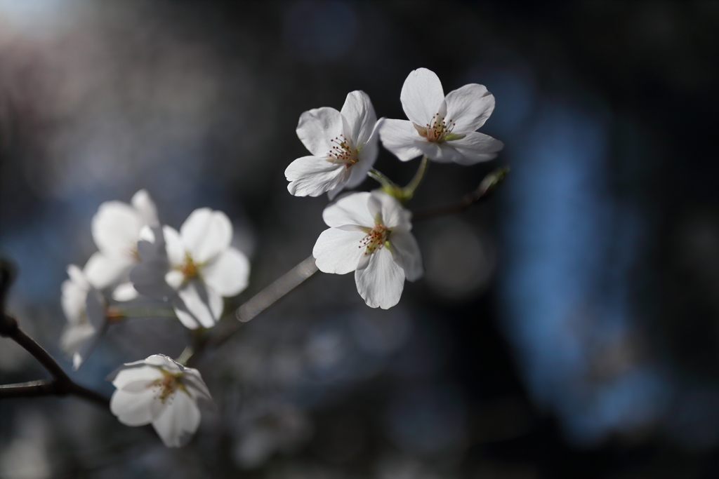 桜2018①