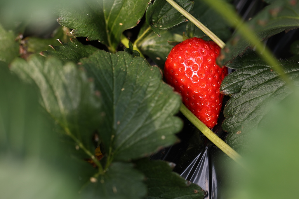 イチゴ狩りin韮山